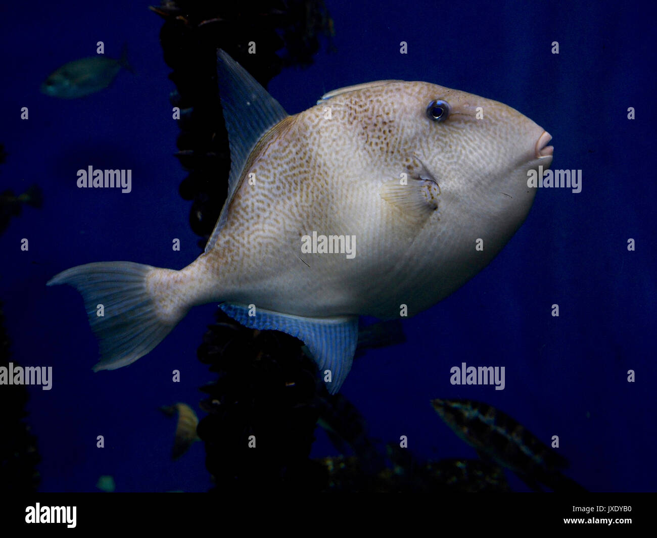 Triggerfish grey - Balistes carolinensis Stock Photo