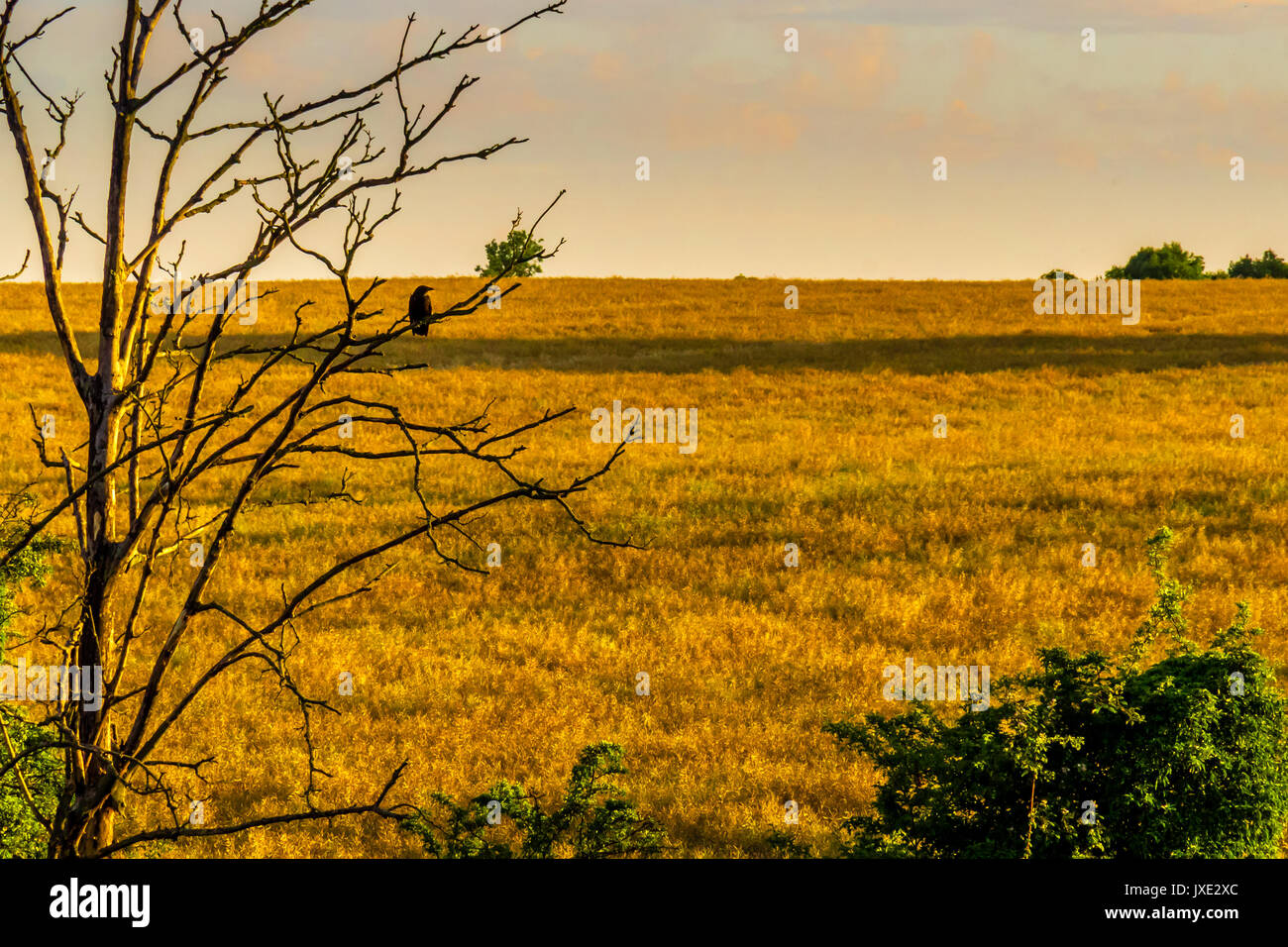 Raven in a tree Stock Photo - Alamy