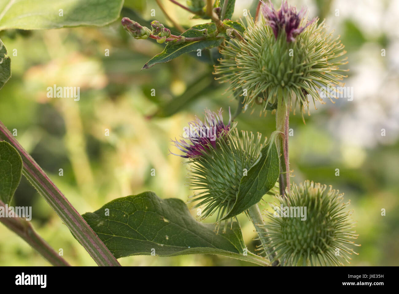 Burdock flower (Arctium) growing in Poland Stock Photo