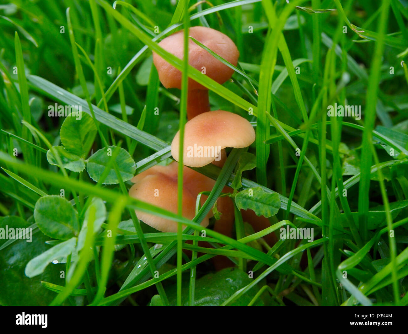 Marasmius oreades mushrooms in the field Stock Photo