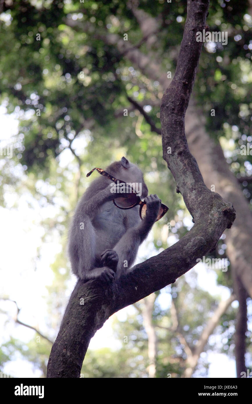 Balinese Monkey with sunglasses in Ubud Monkey forest, Bali Stock Photo -  Alamy