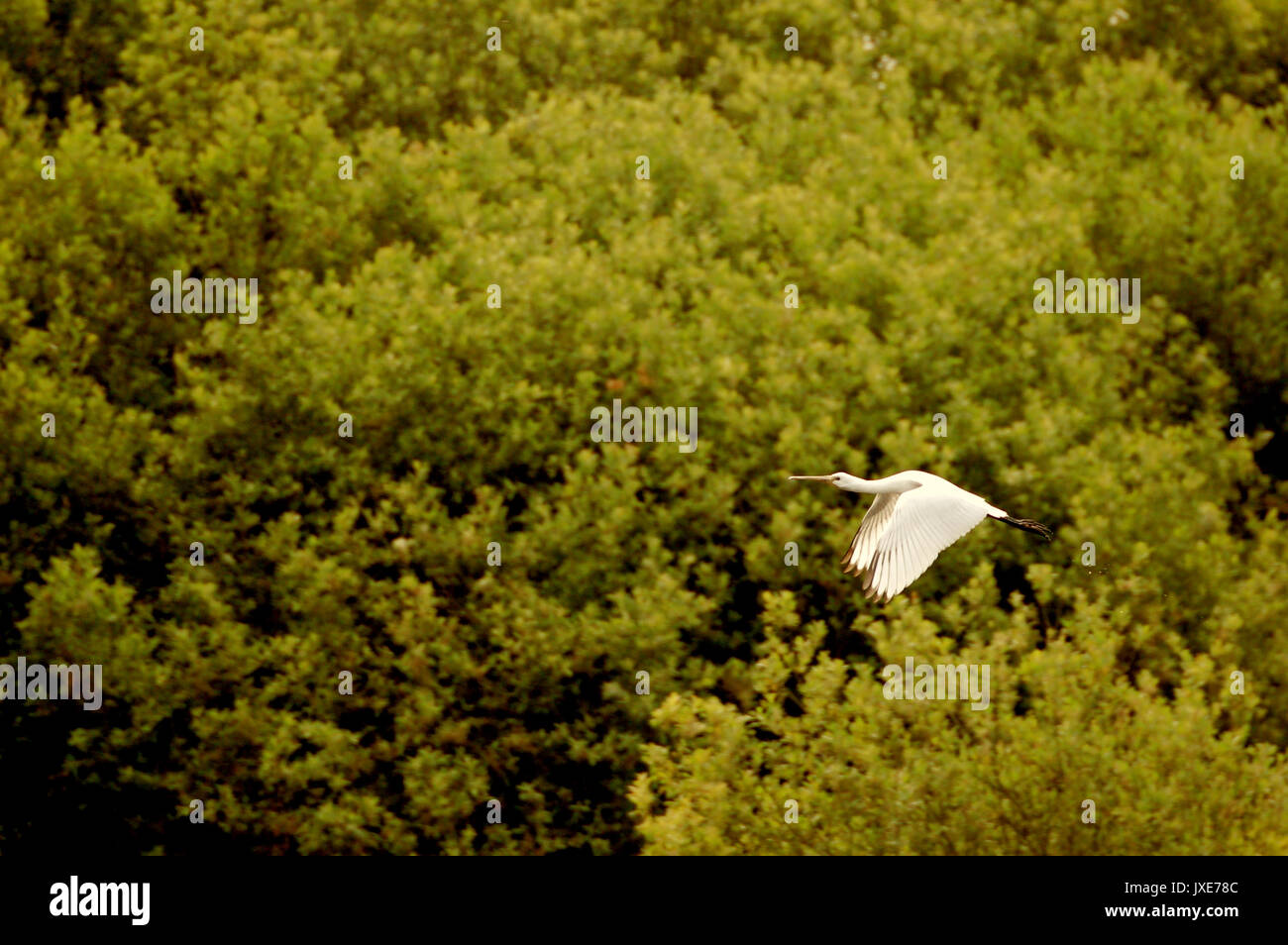 Stork flies Stock Photo