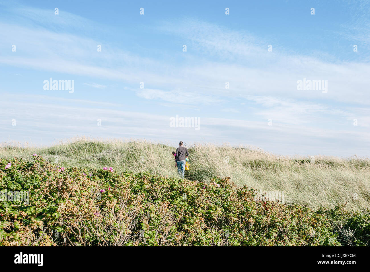 Man walking in the heathland in Jutland, Denmark Stock Photo