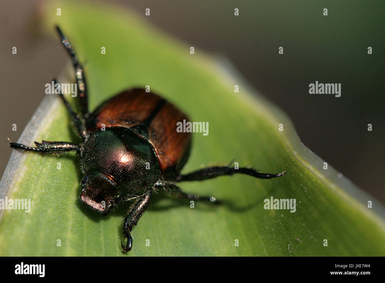 Popillia japonica japanese beetle hi-res stock photography and images ...