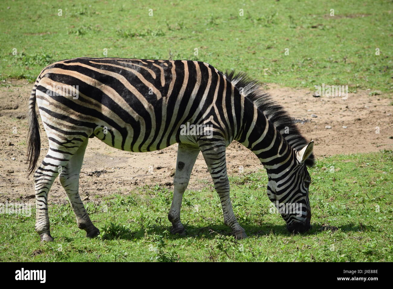 Zoo exotic animals hi-res stock photography and images - Alamy