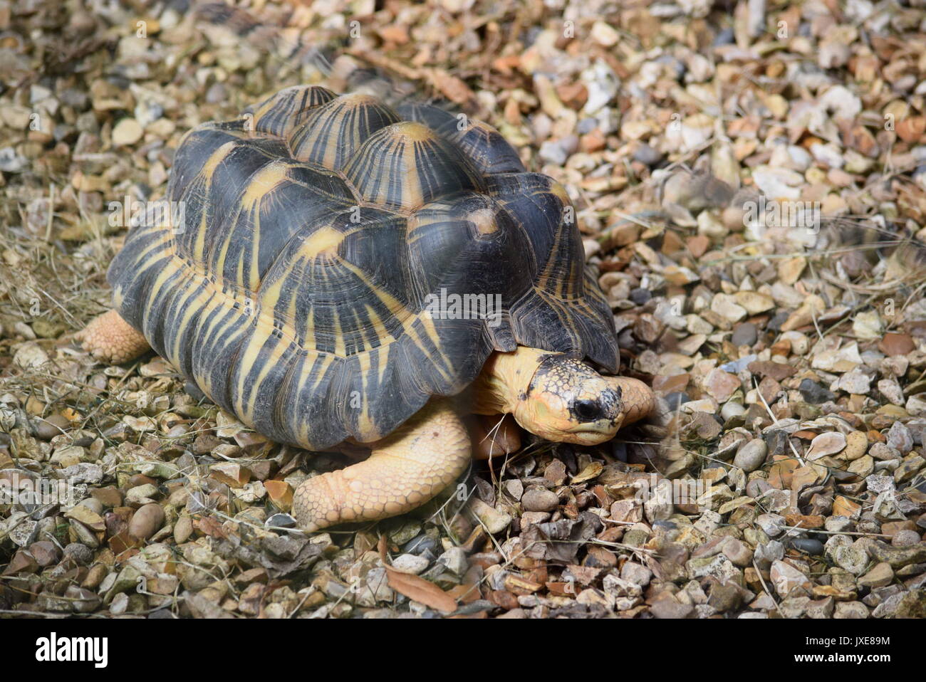 Animals photography hi-res stock photography and images - Alamy