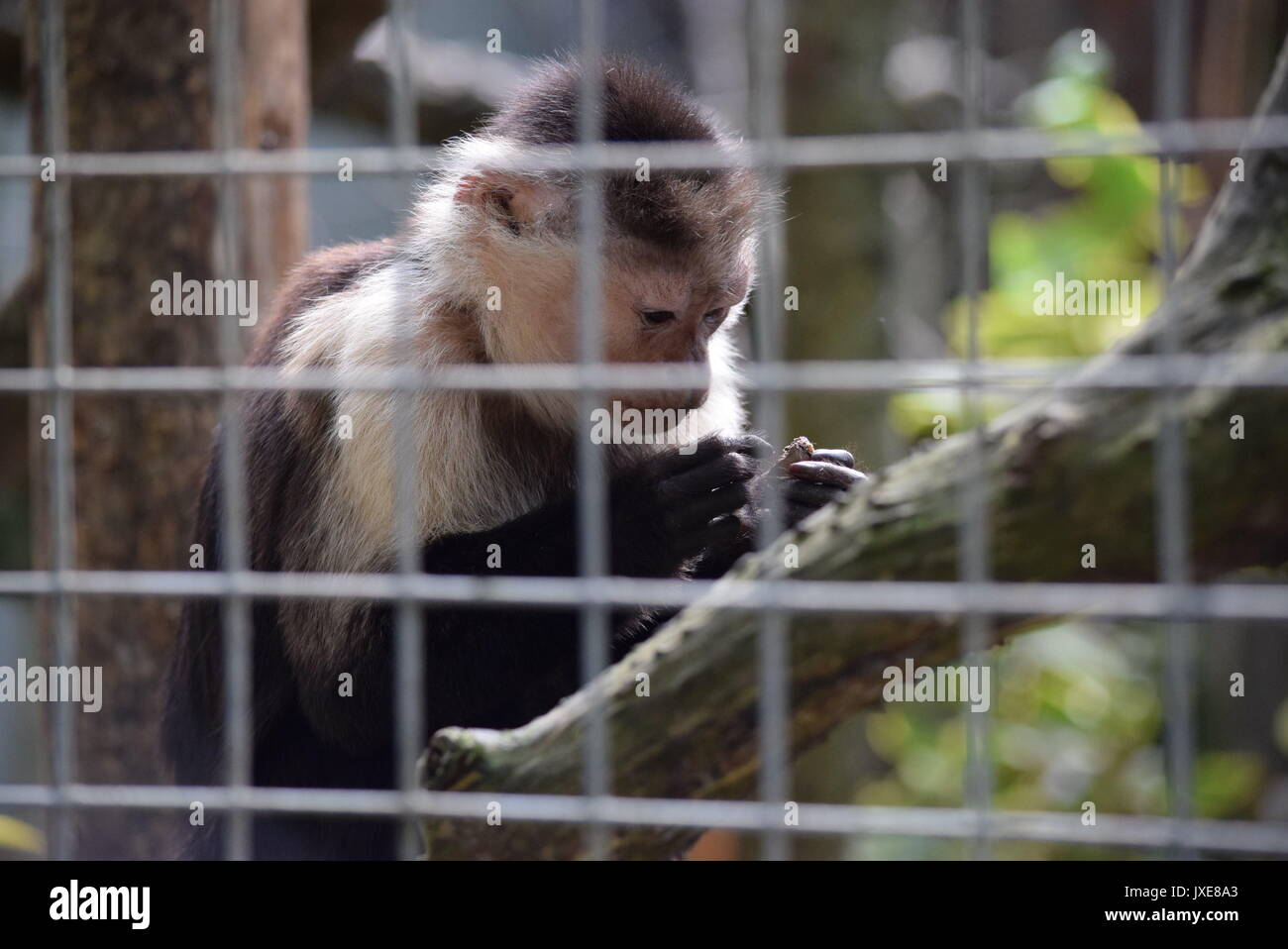 Zoo exotic animals hi-res stock photography and images - Alamy