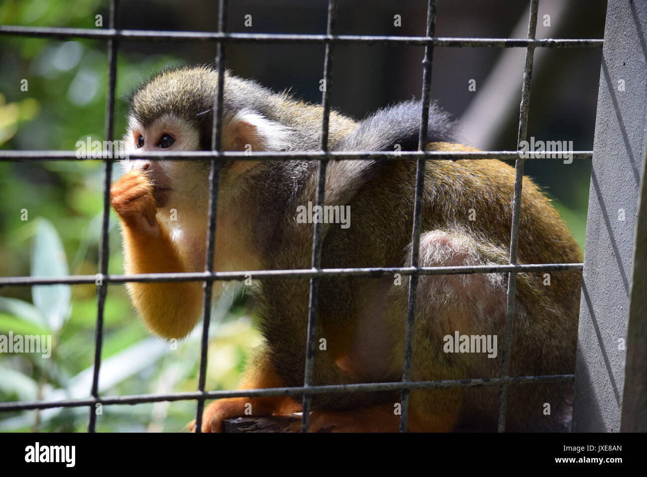 Animals photography hi-res stock photography and images - Alamy