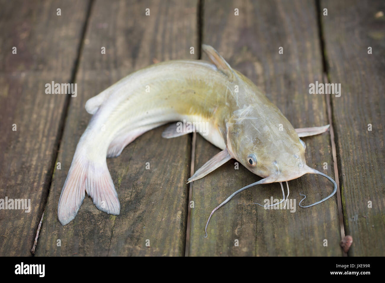 Catfish Caught in Freshwater Stock Photo Alamy