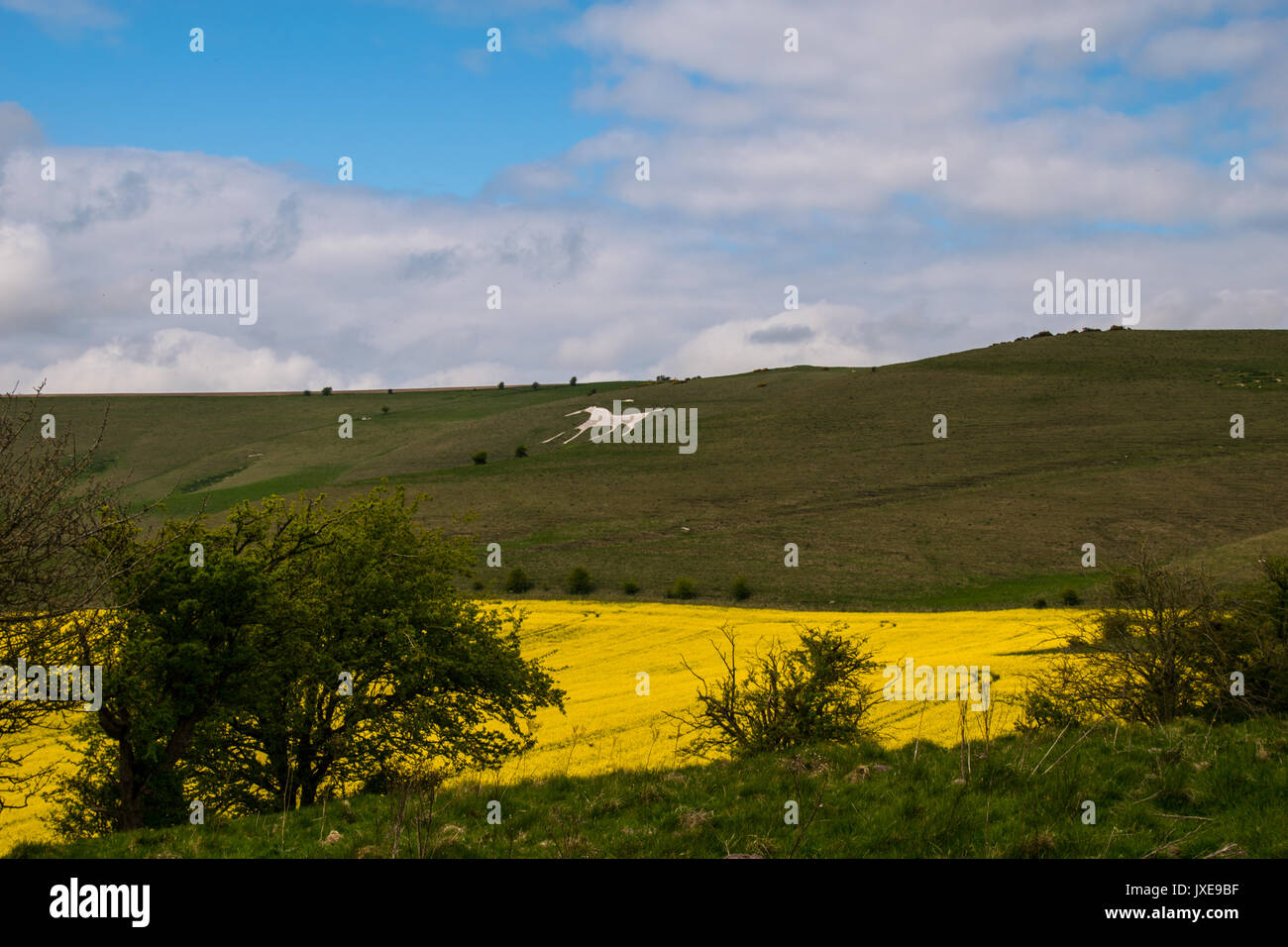 Alton Barnes White Horse Wiltshire UK England Stock Photo Alamy