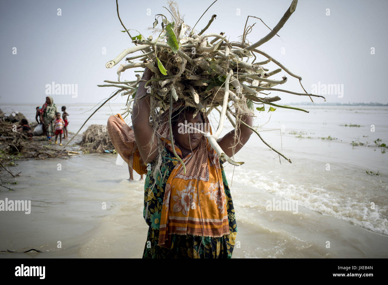 Dhaka, Bangladesh. 15th Aug, 2017. A woman collects firewood when all area under the floodwater at Sariakandhi. Flood-related incidents in Dinajpur, Gaibandha and Lalmonirhat raising the death toll to 30 in the last three days across the country. Credit: K M Asad/ZUMA Wire/Alamy Live News Stock Photo