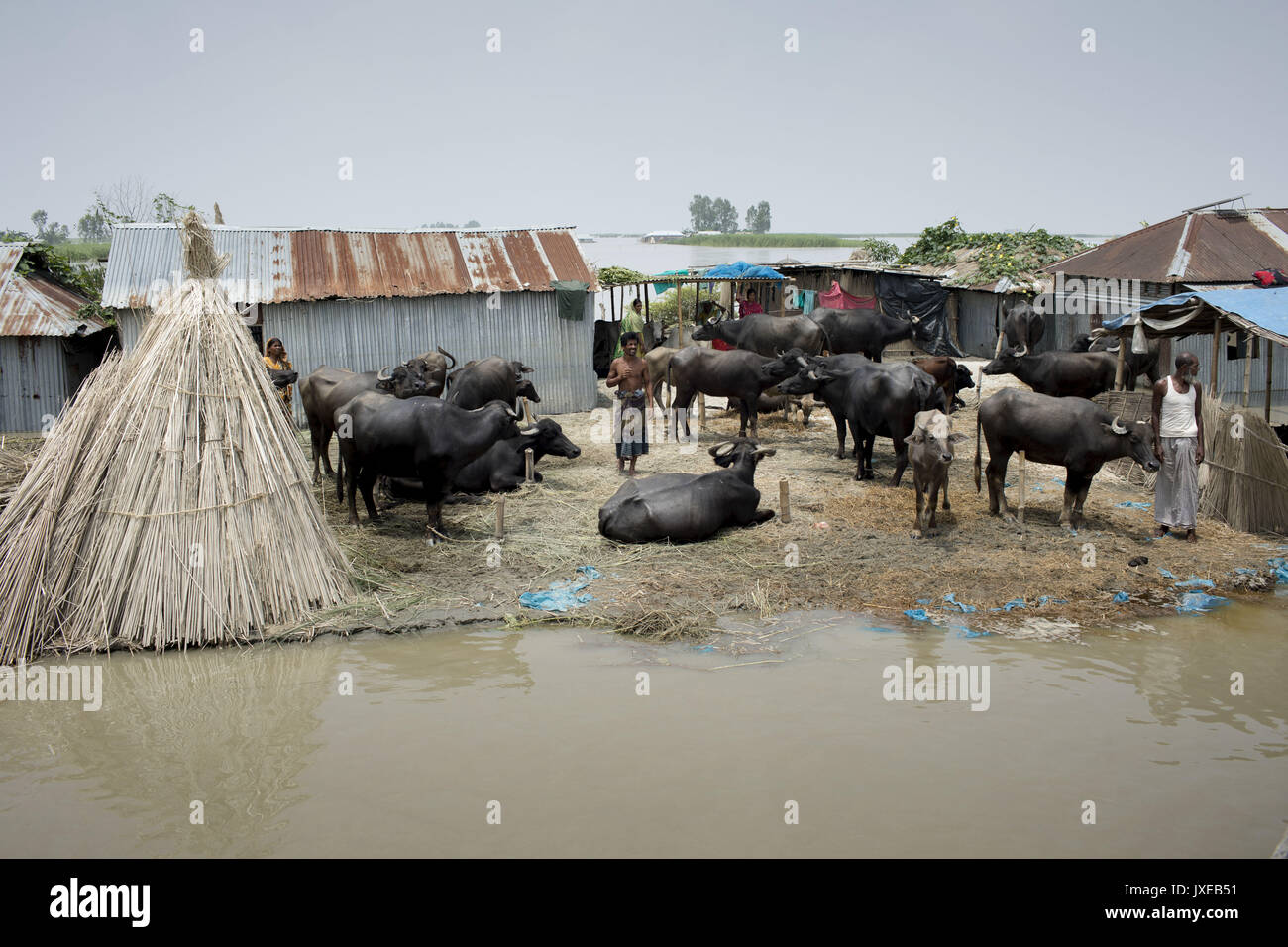 Dhaka, Bangladesh. 15th Aug, 2017. People stand in the top place when all area under the floodwater at Sariakandhi. Flood-related incidents in Dinajpur, Gaibandha and Lalmonirhat raising the death toll to 30 in the last three days across the country. Credit: K M Asad/ZUMA Wire/Alamy Live News Stock Photo