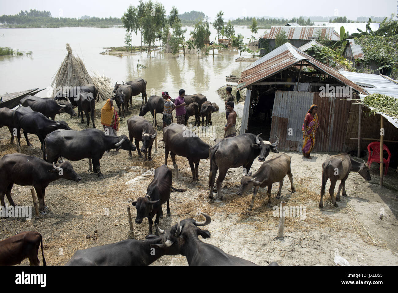 Dhaka, Bangladesh. 15th Aug, 2017. People stey in the top place when all area under the floodwater at Sariakandhi. Flood-related incidents in Dinajpur, Gaibandha and Lalmonirhat raising the death toll to 30 in the last three days across the country. Credit: K M Asad/ZUMA Wire/Alamy Live News Stock Photo