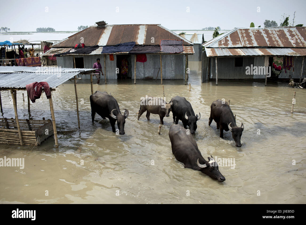 Dhaka, Bangladesh. 15th Aug, 2017. People stey in the top place when all area under the floodwater at Sariakandhi. Flood-related incidents in Dinajpur, Gaibandha and Lalmonirhat raising the death toll to 30 in the last three days across the country. Credit: K M Asad/ZUMA Wire/Alamy Live News Stock Photo