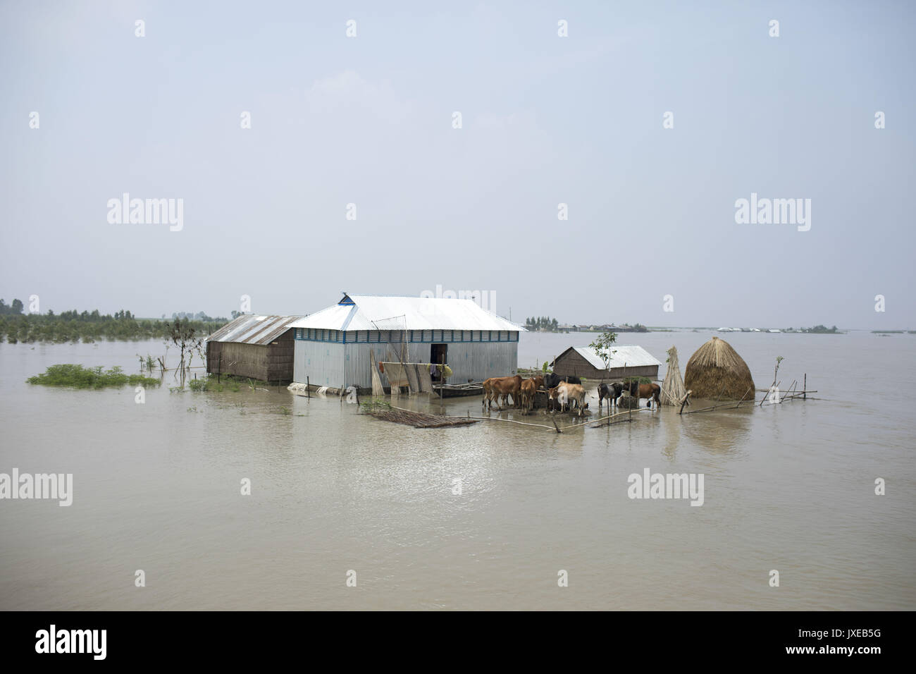 Dhaka, Bangladesh. 15th Aug, 2017. House under flood water when all area under the floodwater at Sariakandhi. Flood-related incidents in Dinajpur, Gaibandha and Lalmonirhat raising the death toll to 30 in the last three days across the country. Credit: K M Asad/ZUMA Wire/Alamy Live News Stock Photo
