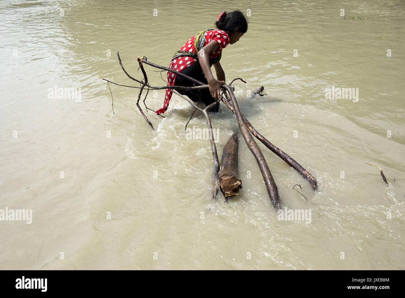 Dhaka, Bangladesh. 15th Aug, 2017. A girl collect firewood from water when all area under the floodwater at Sariakandhi. Flood-related incidents in Dinajpur, Gaibandha and Lalmonirhat raising the death toll to 30 in the last three days across the country. Credit: K M Asad/ZUMA Wire/Alamy Live News Stock Photo