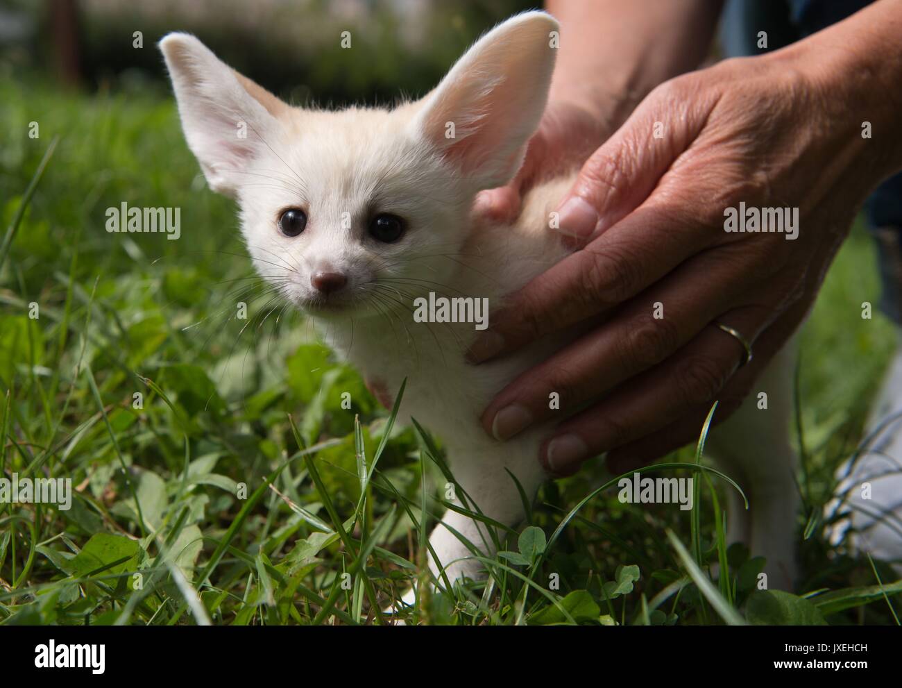 Aue, Germany. 16th Aug, 2017. An animal keeper holds a desert fox cub at the zoo in Aue, Germany, 16 August 2017. The desert fox (also fennek) was born on 01 July 2017 and belongs to the smallest species of wild dog. Photo: Sebastian Kahnert/dpa-Zentralbild/dpa/Alamy Live News Stock Photo