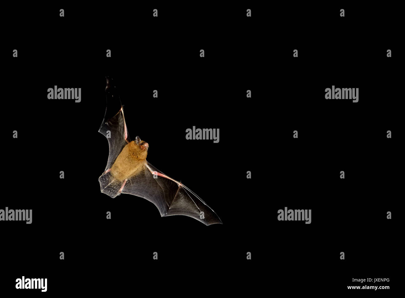 Ripe, East Sussex, UK. 16th Aug, 2017. A bat feeding on insects on warm and calm evening in rural East Sussex © Peter Cripps/Aamy Live News Stock Photo