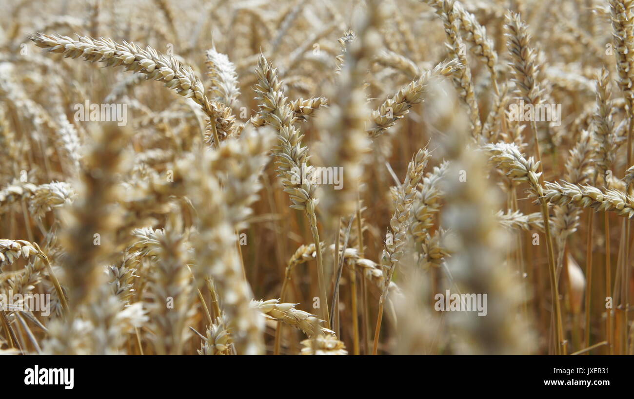 A golden wheat field with closs up photo Stock Photo