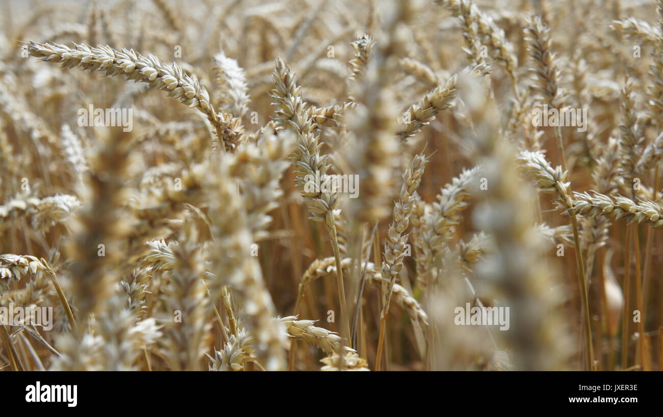 Close up photo of golden wheat Stock Photo