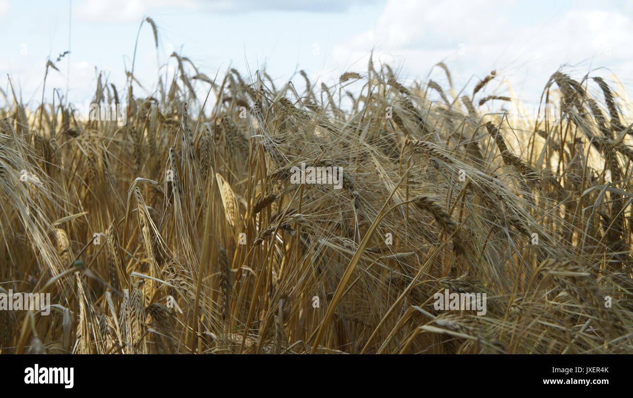 Close up photo of golden wheat Stock Photo