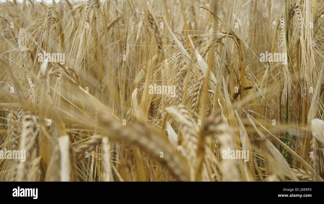 Close up photo of golden wheat Close up photo of golden wheat Stock Photo