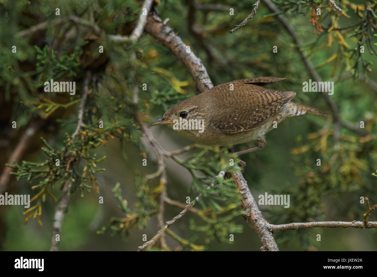House wren perched on a cedar tree branch. Stock Photo