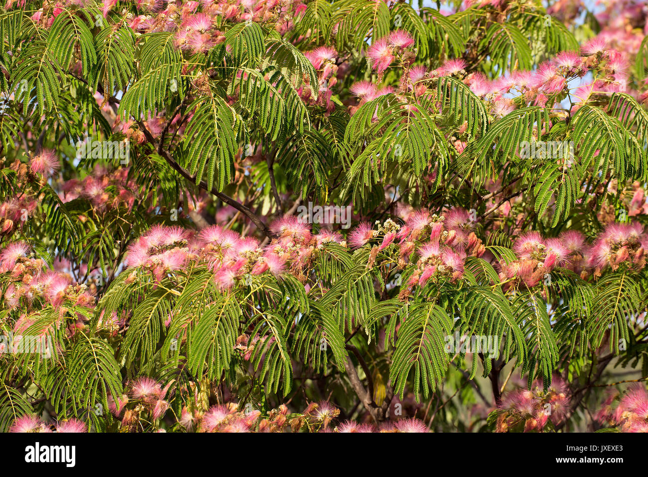 Persian Silk Tree in bloom with leaves Stock Photo Alamy