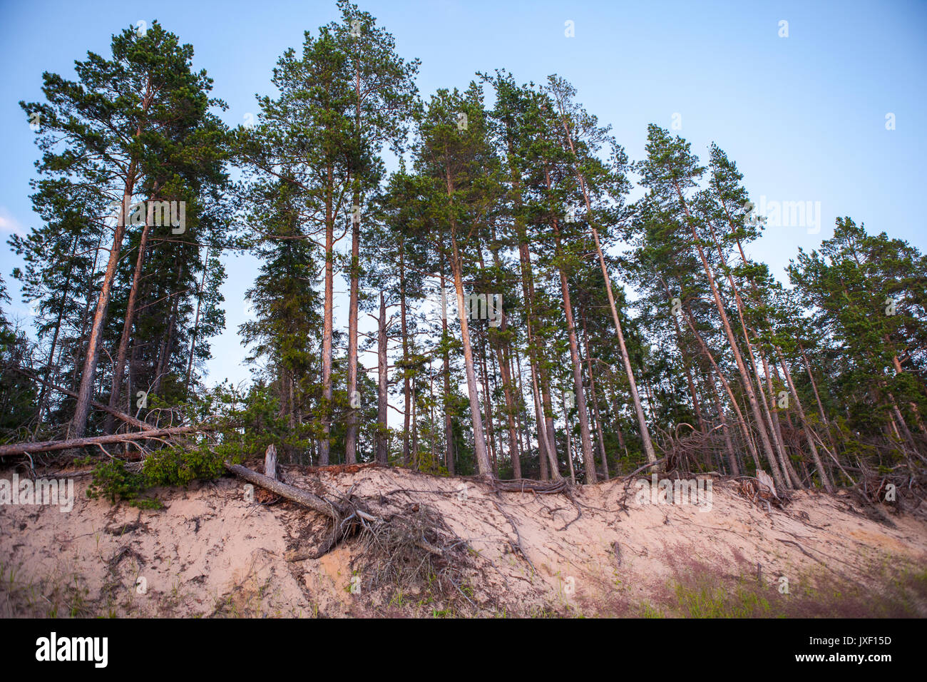 Group of tall pine trees on the sea coast Stock Photo - Alamy