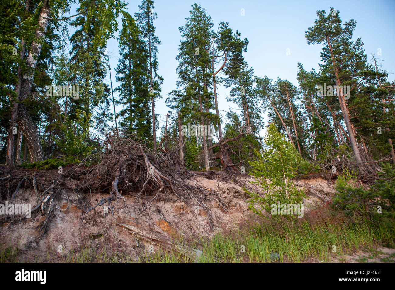 Group of tall pine trees on the sea coast Stock Photo - Alamy