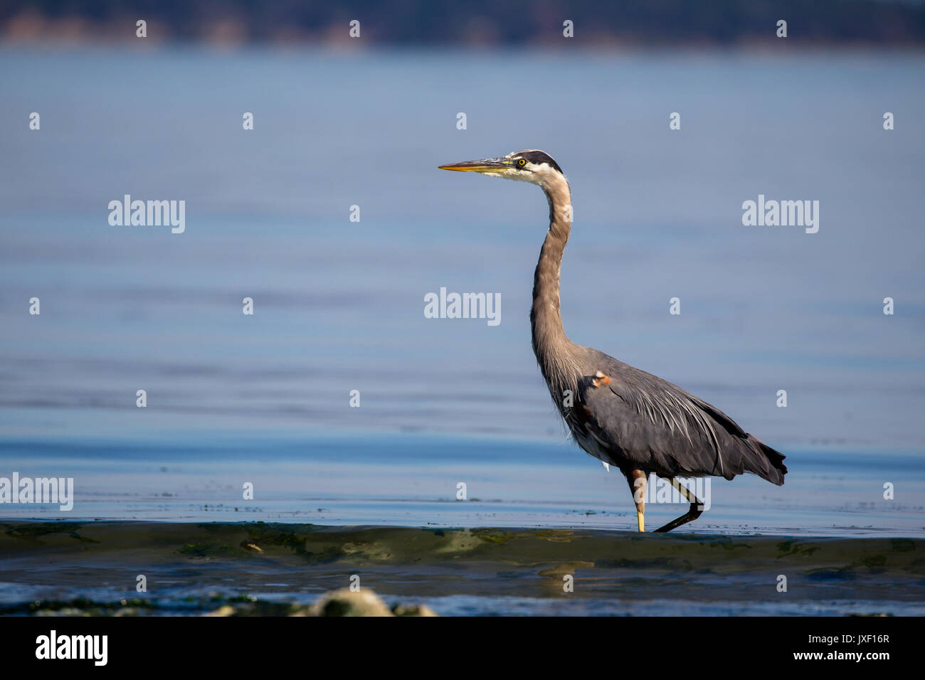 Great blue heron (Ardea herodias) in the shallow water at Island View Beach on Vancouver Island, Canada. Stock Photo