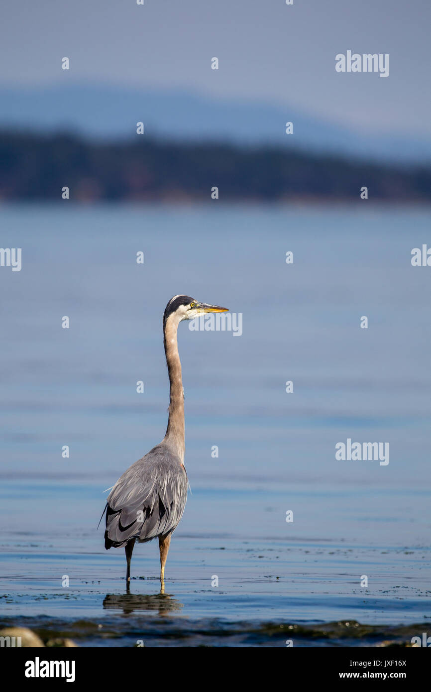 Great blue heron (Ardea herodias) in the shallow water at Island View Beach on Vancouver Island, Canada. Stock Photo