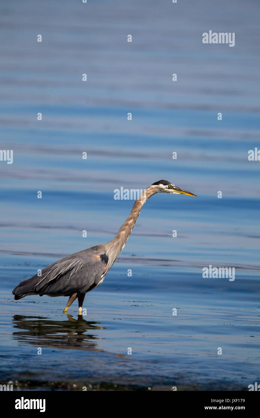 Great blue heron (Ardea herodias) in the shallow water at Island View Beach on Vancouver Island, Canada. Stock Photo