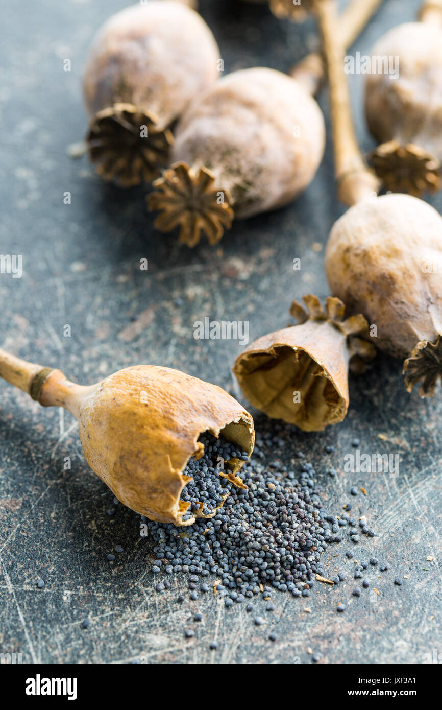 Dried poppy heads and seeds. Blue poppy. Stock Photo