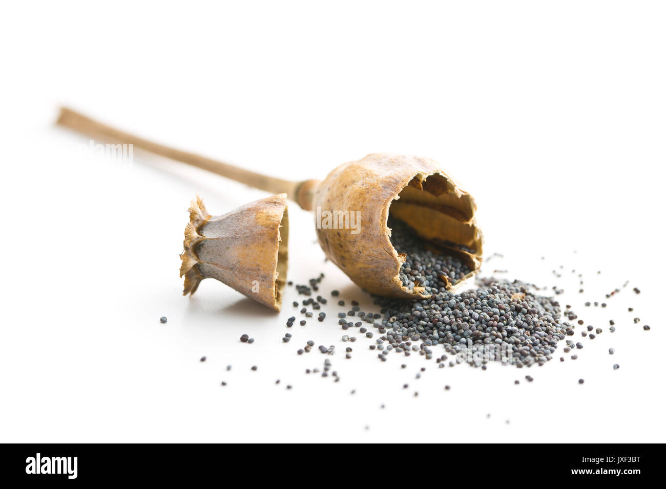 Opened poppy head and seed isolated on white background. Blue poppy. Stock Photo