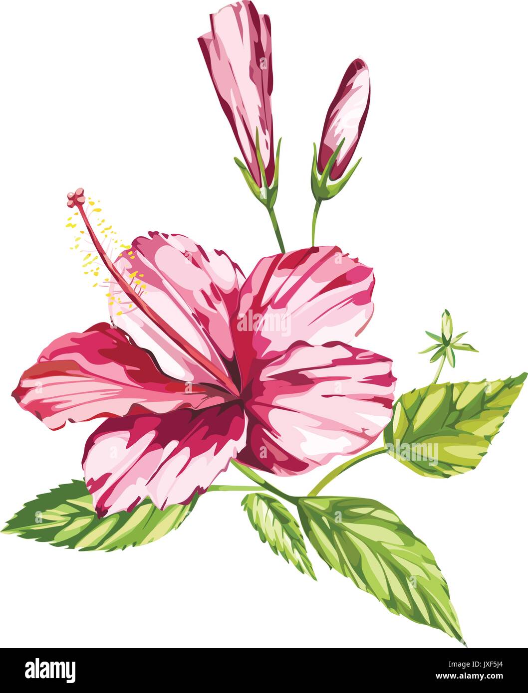 Tropical flowers hibiscus isolated on white background. EPS 10 Stock Vector