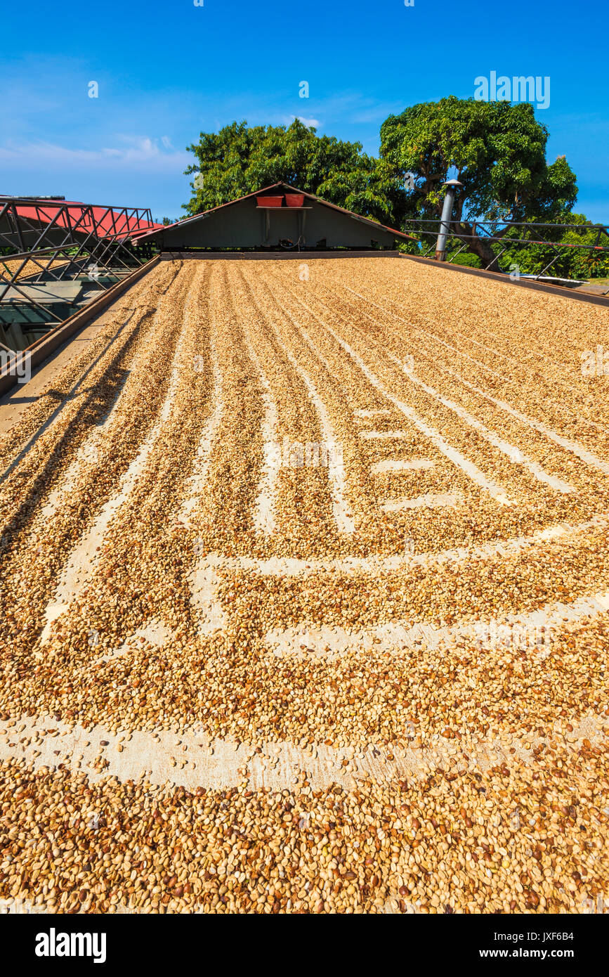 Coffee beans drying in the sun, Kona Coast, The Big Island, Hawaii USA Stock Photo