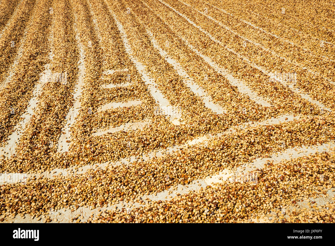 Coffee beans drying in the sun, Kona Coast, The Big Island, Hawaii USA Stock Photo