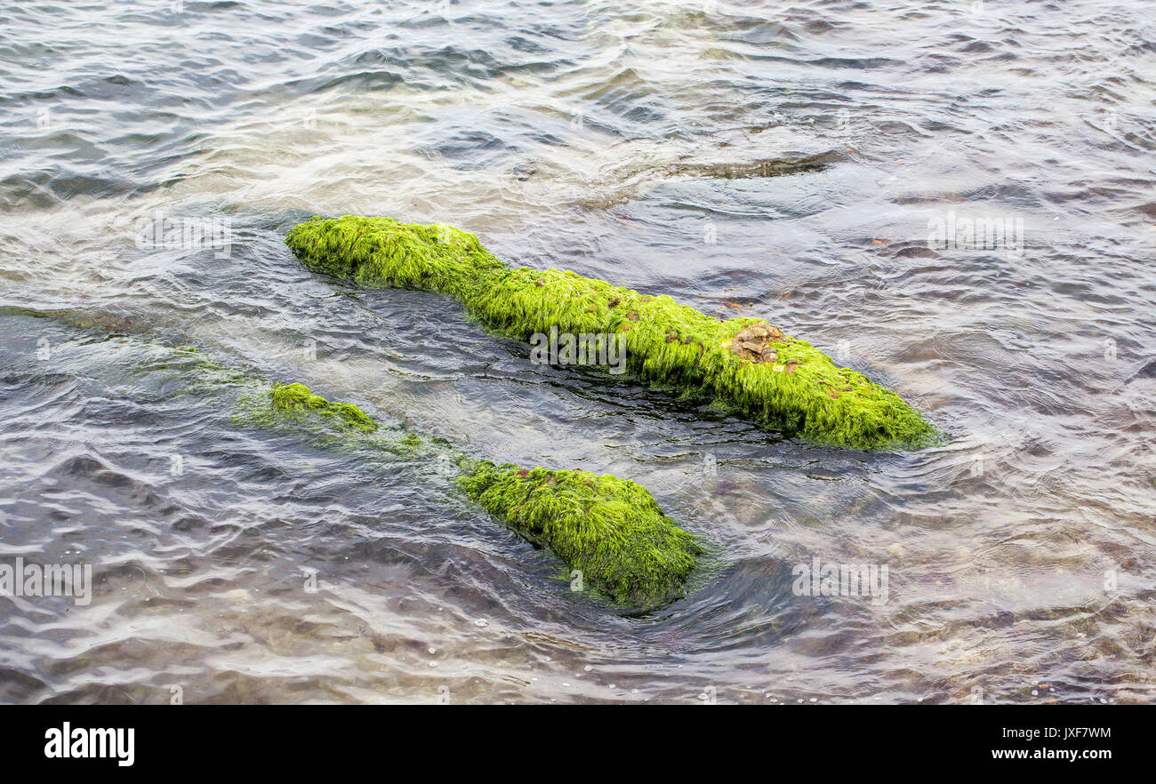 Cladophora glomereta Green algae Stock Photo