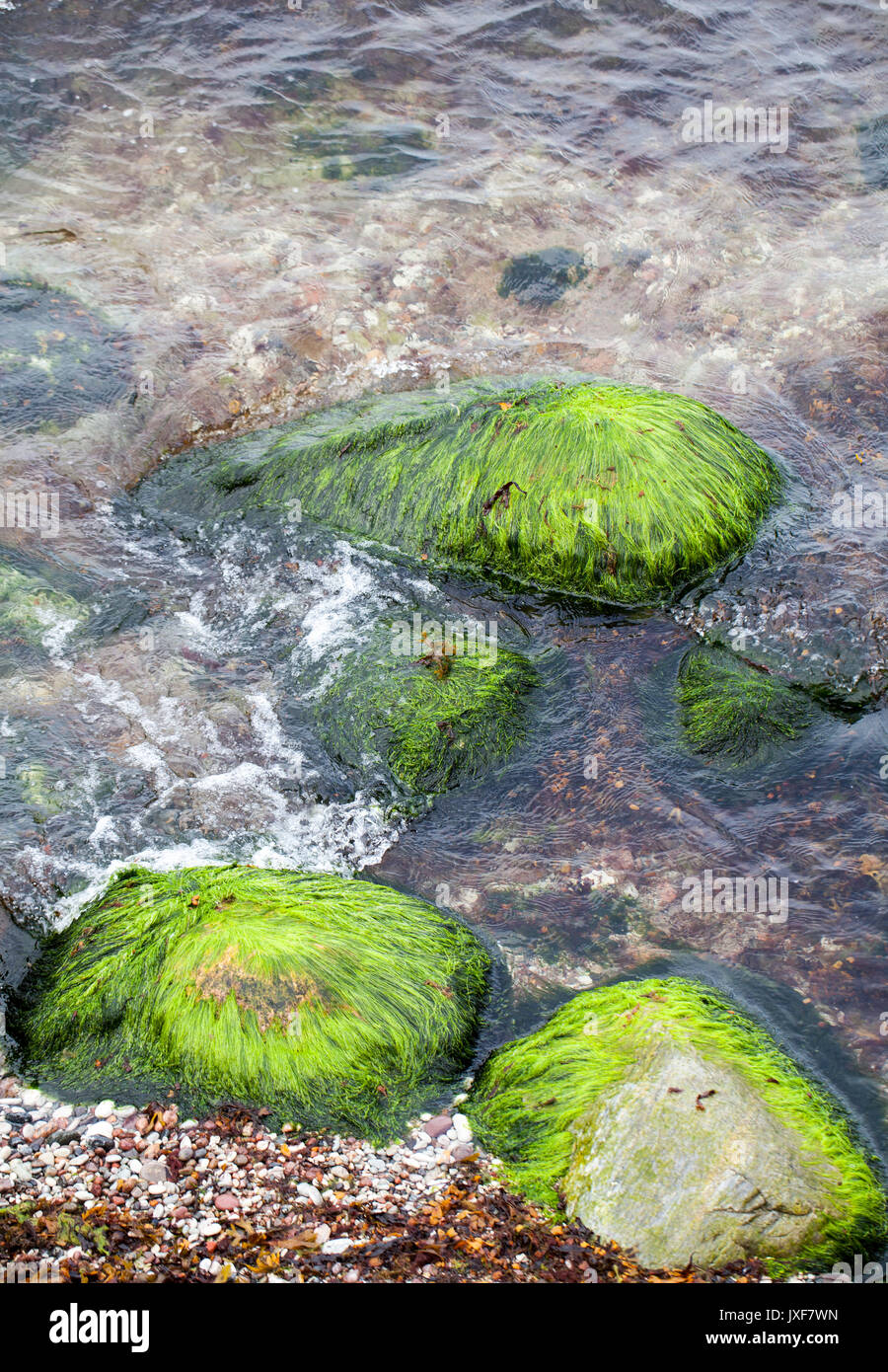 Cladophora glomerata cladophora glomerata hires stock photography and