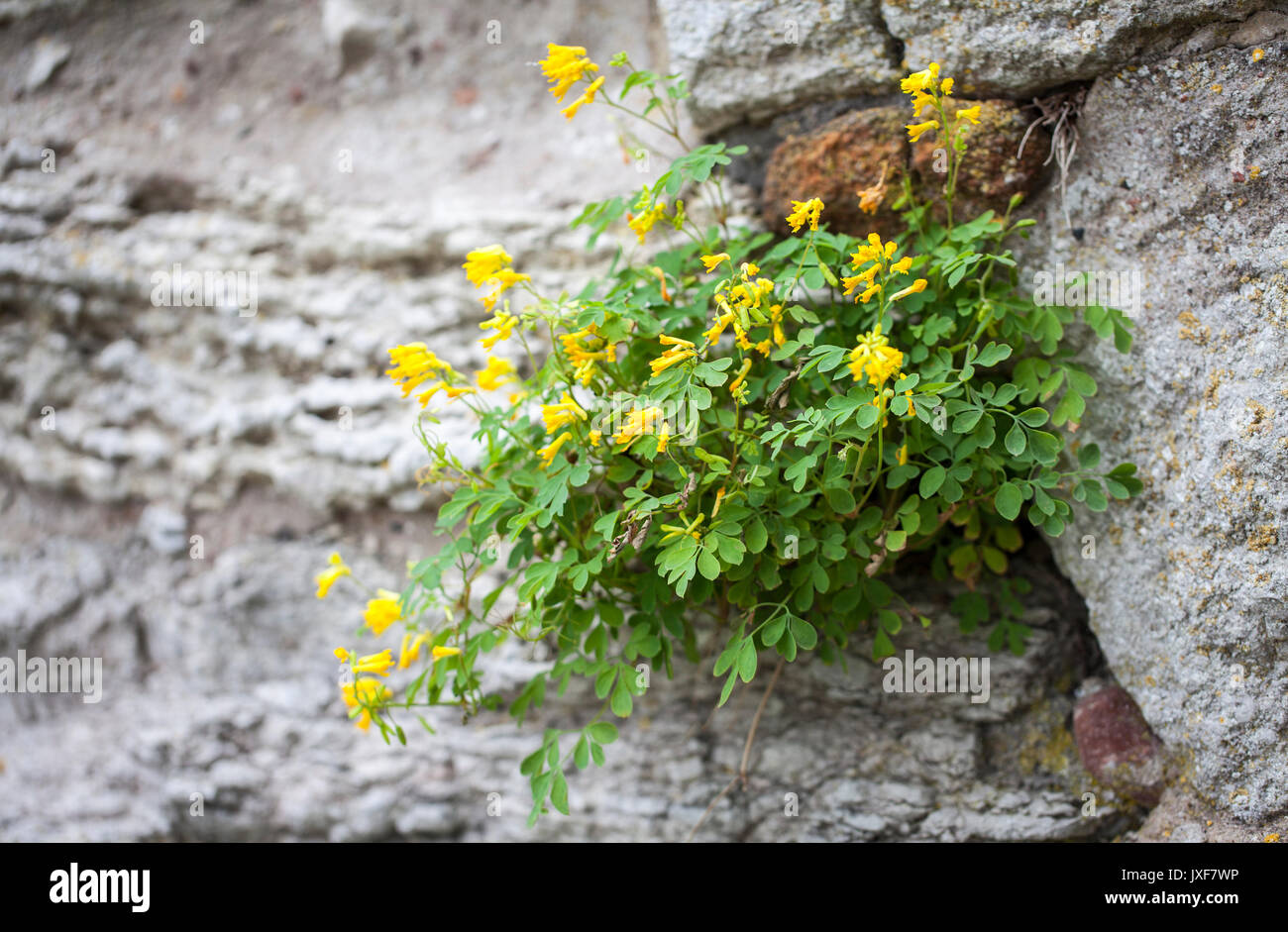 Yellow corydalis (Pseudofumaria lutea) Stock Photo