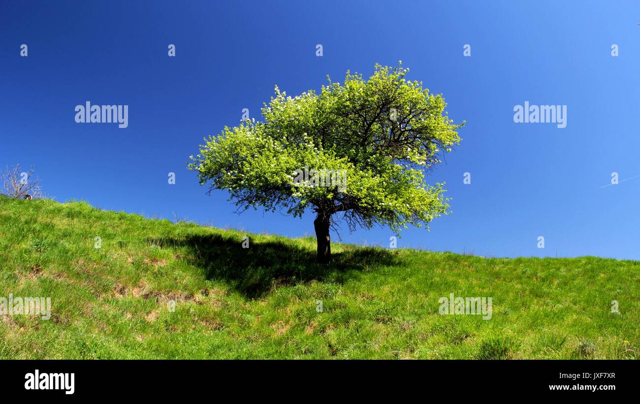 Khortitsa spring hi-res stock photography and images - Alamy