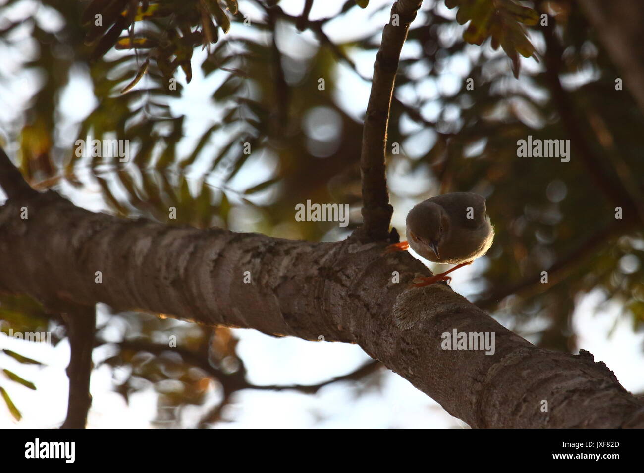 Red capped crombec hires stock photography and images Alamy