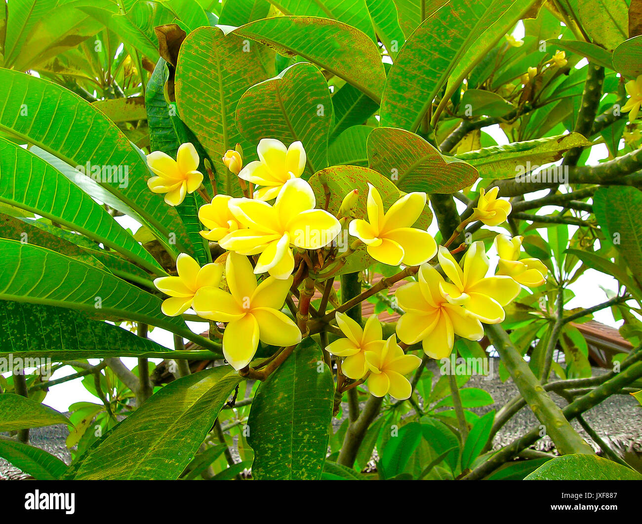 Frangipani flower or Leelawadee  Stock Photo