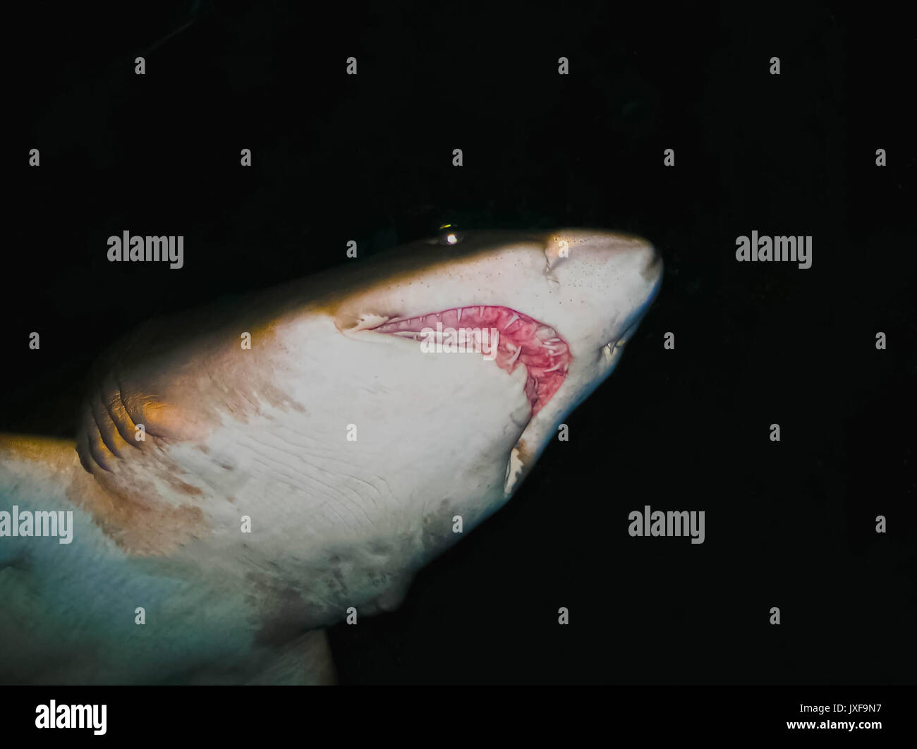 tn black shark