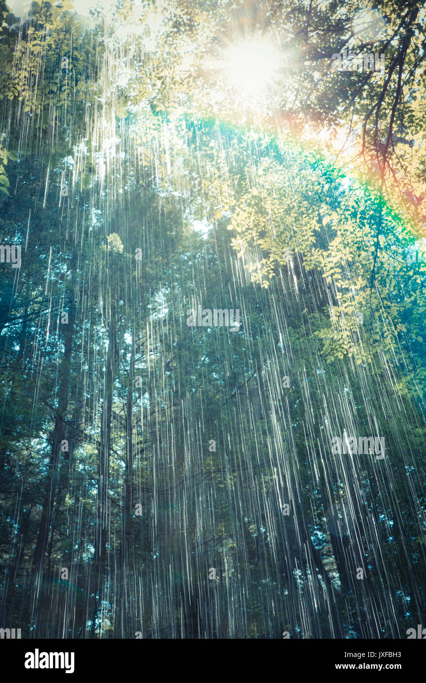 Rain shower in forest Stock Photo Alamy