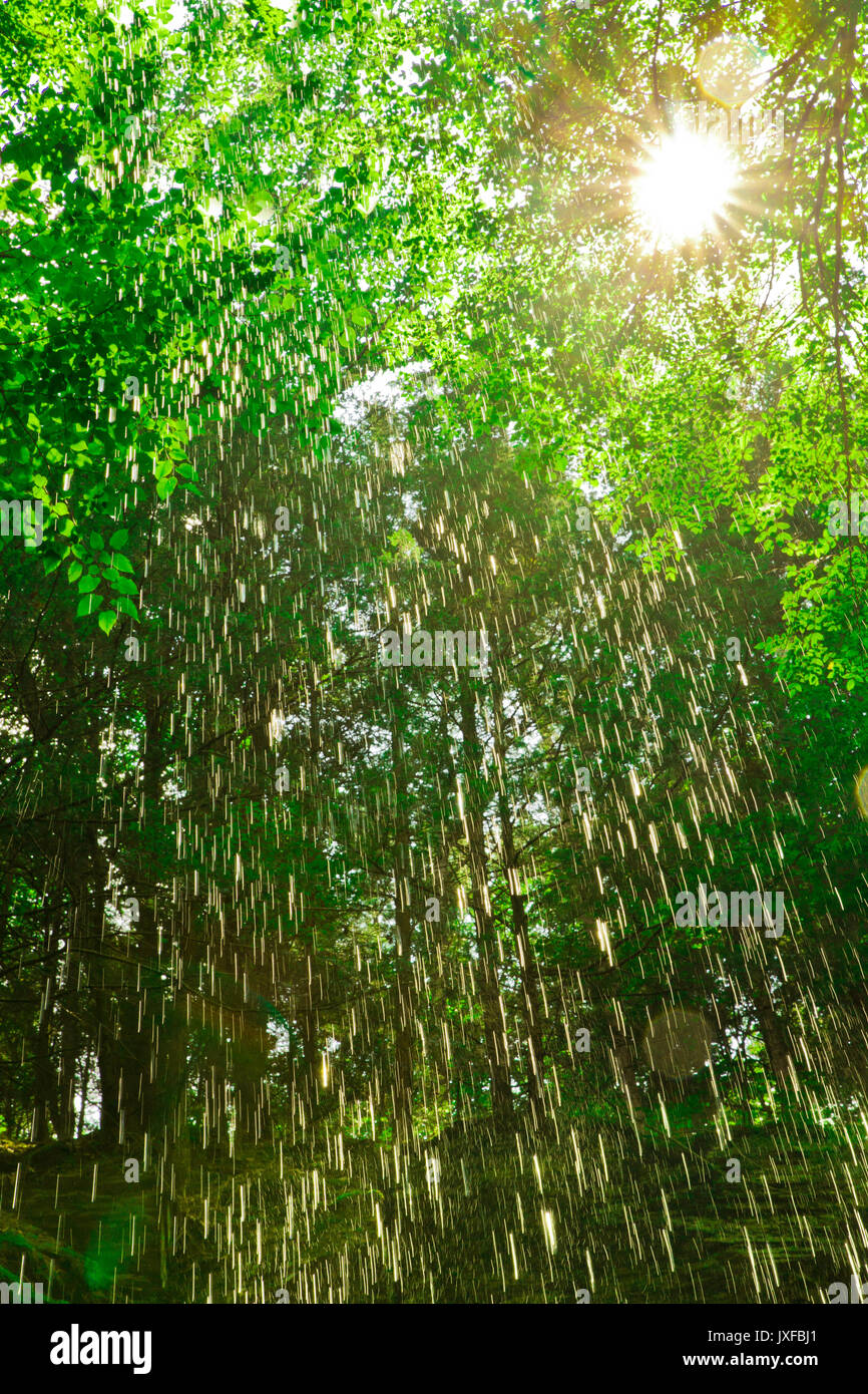 Forest rain rays hires stock photography and images Alamy
