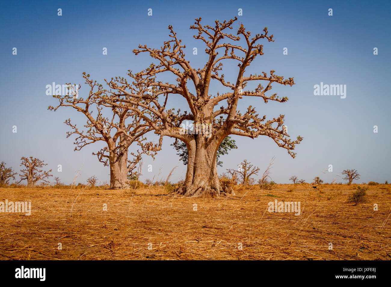 Massive baobab trees in the dry arid savanah of south west Senegal. Stock Photo