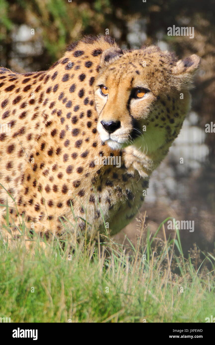 Cheetah ( Acinonyx jubatus ) at West midlands safari park; UK Stock Photo