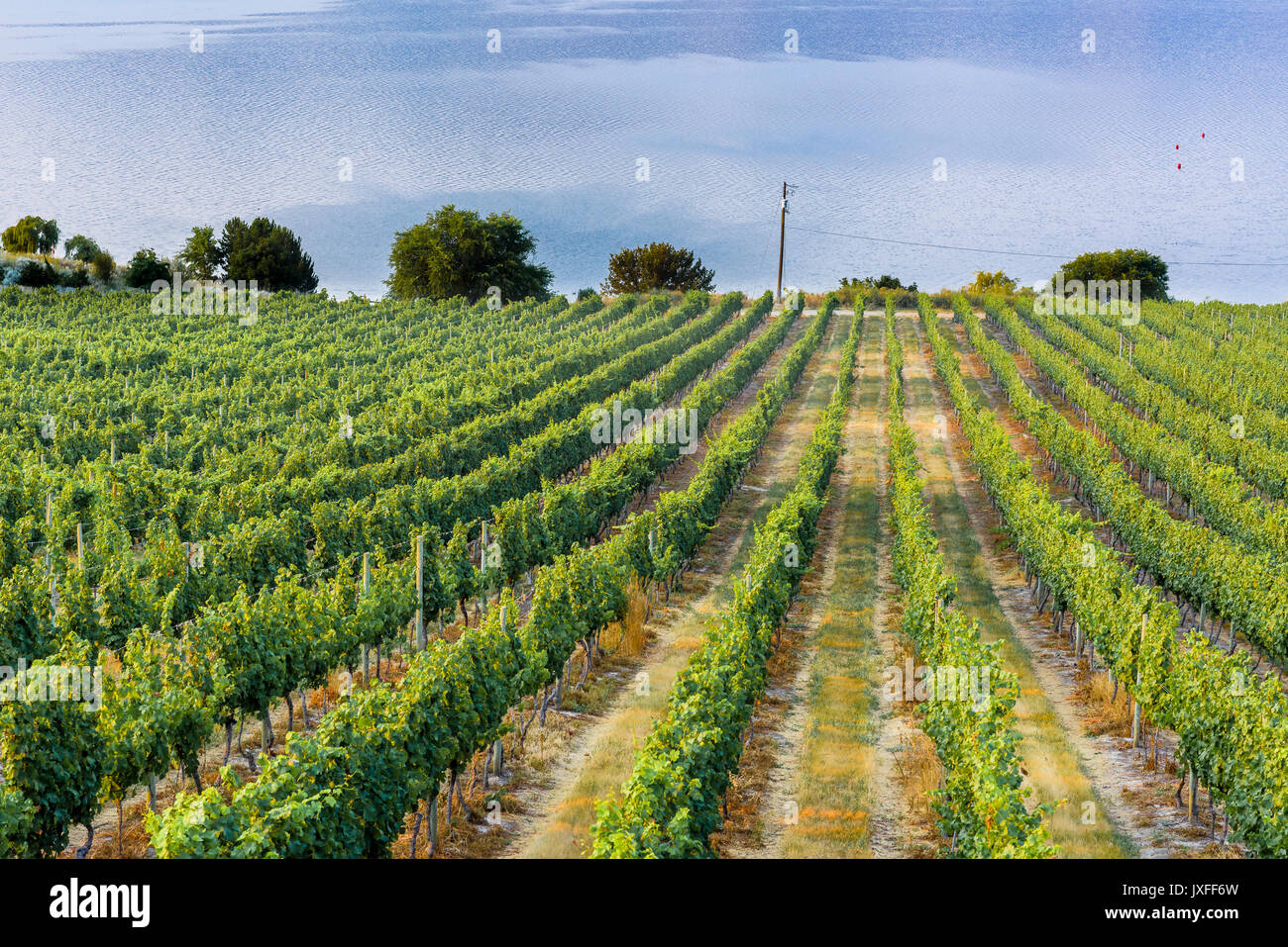 Quails' Gate Winery, West Kelowna, Okanagan Valley, British Columbia, Canada Stock Photo